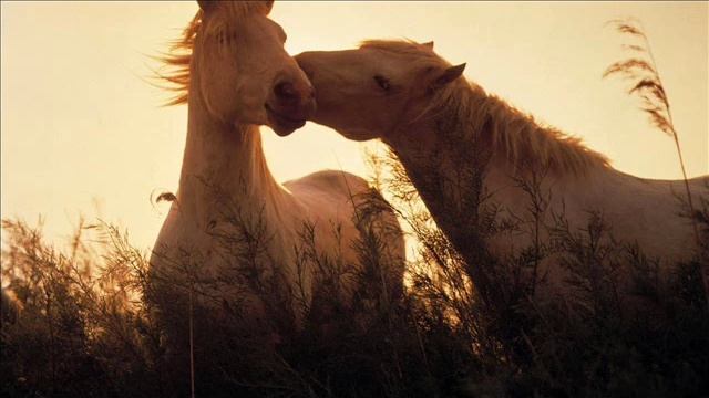 Petrecere Moldovenească Cu MUZICA BUNA 2019