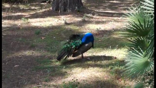 Павлины и олешки в парке Сaма смотреть онлайн