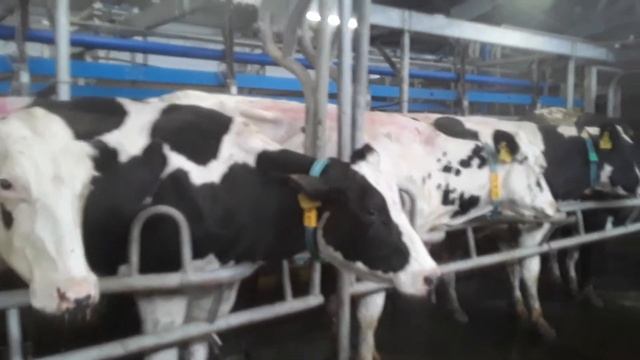 голштинская парода смотреть онлайн