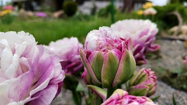 тюльпан Peggy Wonder