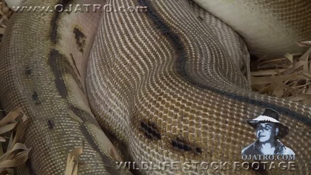 Python eats Pig 04 - Dangerous Animals смотреть онлайн