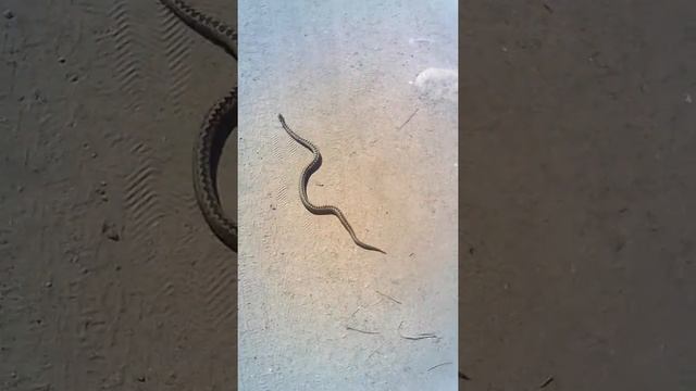 Бьёт гадюку ногой и не боится