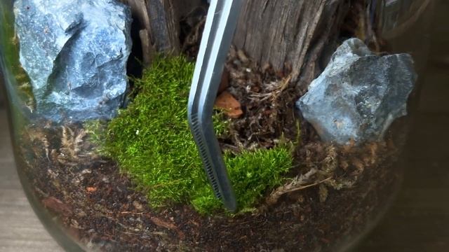 DIY Jar Terrarium: A Beginners Guide смотреть онлайн