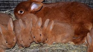 Разведение кроликов бургундской породы как бизнес | Бургундские кролики