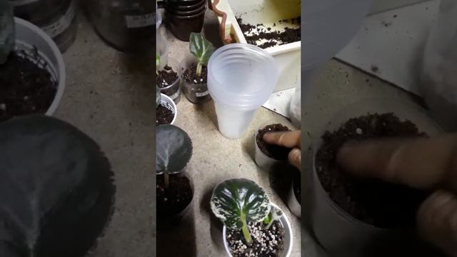 Посадка листиков фиалки смотреть онлайн