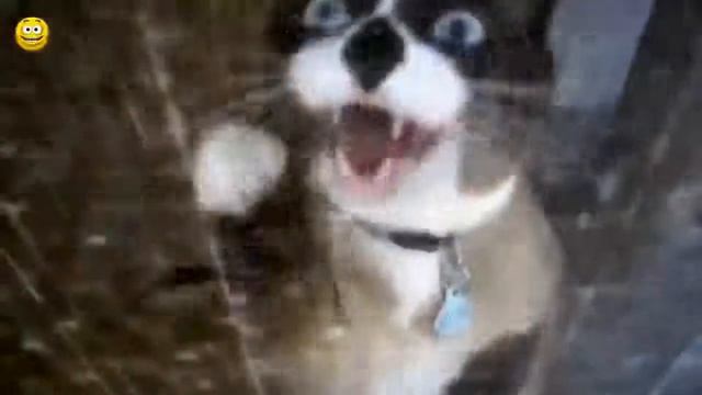 смешние кошки мяукают милие котята смотреть онлайн