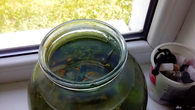 Как живут мои караси в банке.|Часть 3| .Кормление.Им 9 месяцев. смотреть онлайн