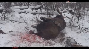 Бэркэ /Охота в Якутии / Лось.// Moose.