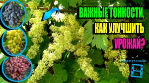 КАК УЛУЧШИТЬ ОПЫЛЕНИЕ ВИНОГРАДА? ЧТО МОЖНО И ЧЕГО НЕЛЬЗЯ ПРИ ЦВЕТЕНИИ? СЕВЕРНЫЙ ВИНОГРАДНИК 24-17