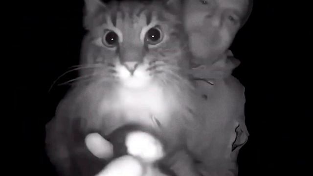 Кот нюхает камеру смотреть онлайн
