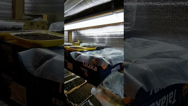 Мини теплица для рассады цветов с подсветкой своими руками смотреть онлайн