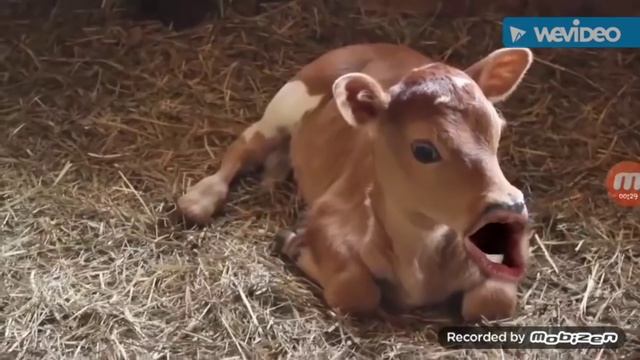 MOO-Markiplier (clean)