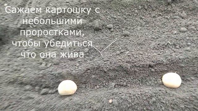 Сажаем КАРТОШКУ В СДВОЕННЫЕ РЯДЫ / САМОДЕЛЬНАЯ КАРТОФЕЛЕСАЖАЛКА смотреть онлайн