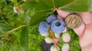 Голубика Чандлер в Подмосковье. ТопСад.