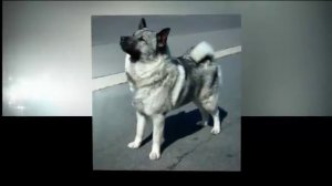 Собаки породы Норвежский элкхаунд!