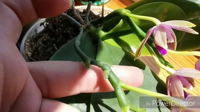 Полный роспуск Phal. Corning Violet. Цветем