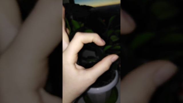 ОТКРЫТИЕ КАНАЛА ЗАХОДИТЕ И СМОТРИТЕ! ЭКЗОТИЧЕСКИЕ РАСТЕНИЯ ЛИМОННОЕ ДЕРЕВО И МНОГОЕ ДРУГОЕ! смотреть онлайн