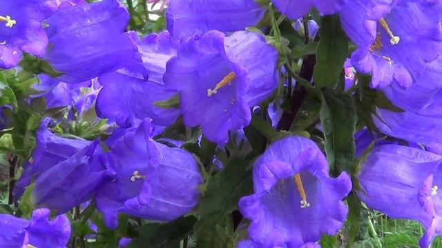 КАК ПРАВИЛЬНО МОЛИТЬСЯ. 17.12.2022. смотреть онлайн