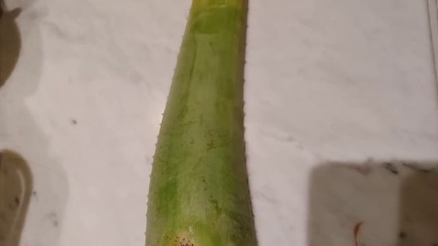 ALOE VERA (ALOE BARBADENSIS) GIANT..# Short video смотреть онлайн