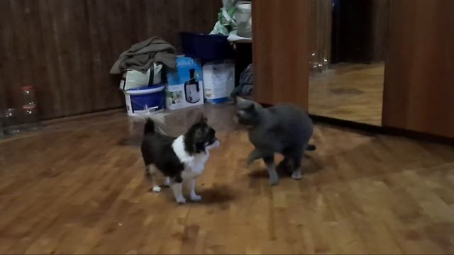 Переезд на юг. Как меняется погода на Кубани зимой#деревня #переезднаюг #куры #переездвдеревню#зима смотреть онлайн