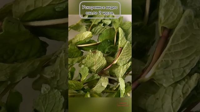 Семейные истории путешествий