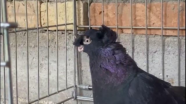 Шикарные узбекские двухчубые голуби. Tauben. Pigeons смотреть онлайн