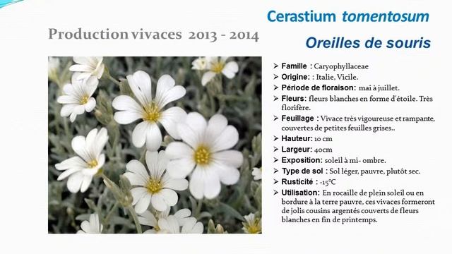 Cerastium tomentosum Oreilles de souris: plante vivace смотреть онлайн
