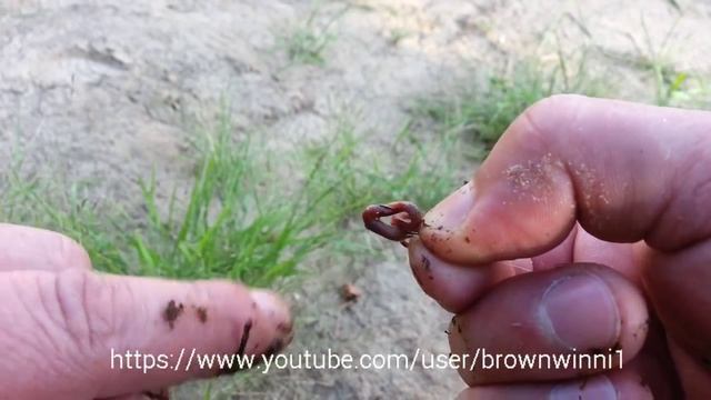 Как правильно насадить на крючок червя.Рыбалка смотреть онлайн