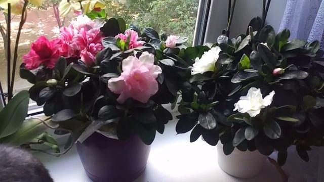 Комнатные растения .Азалия .Орхидеи .Обзор комнатных растения .Часть 2 .Август смотреть онлайн