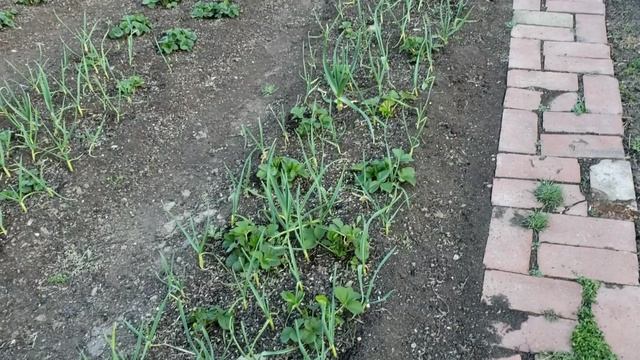 Подкормка клубники микроэлементами смотреть онлайн