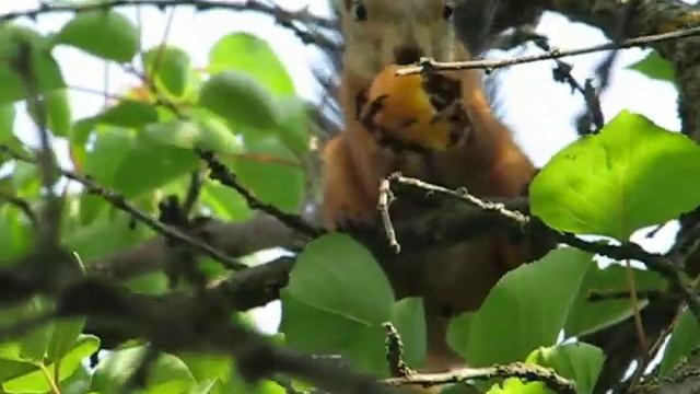 Природа.Белка лакомится абрикосами. смотреть онлайн