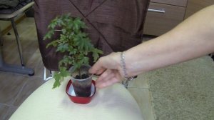 Комнатные цветы-бегонии. Бегонии каудексные. Обзор цветов.