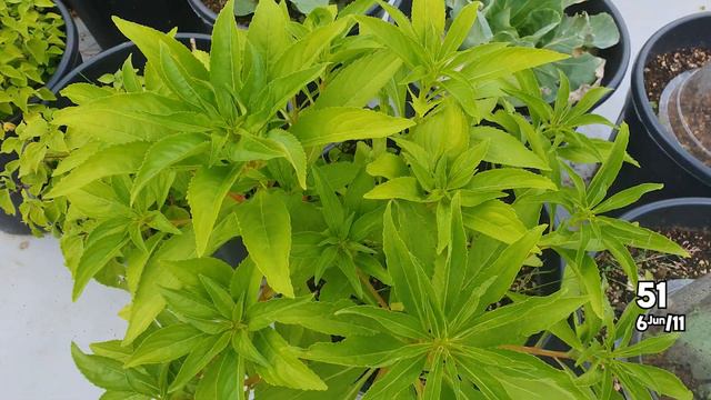 화분에 다이소 봉선화 키우기 : Daiso Shop Balsam Seeds смотреть онлайн