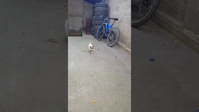 Джак ръсел териер--Гр. Казанлък смотреть онлайн