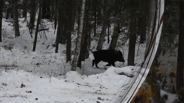 Кабаны в Клязьминско-Лухском заказнике смотреть онлайн