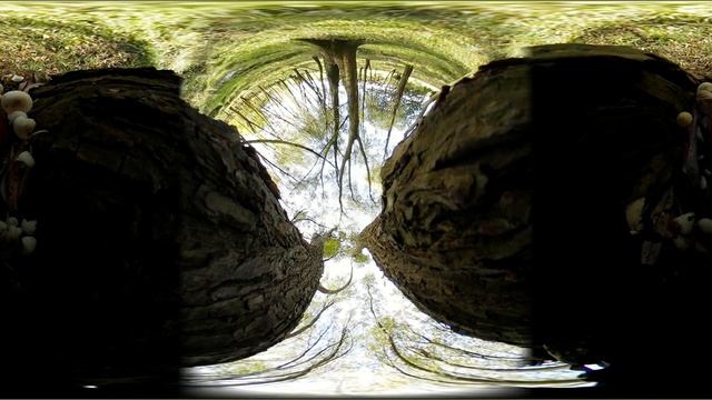 360° Video- High up in the Trees. Views from the ground, Wollaton Hall and Deer Park, UK смотреть онлайн