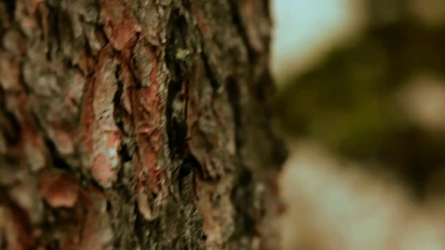 L'appel de la nature смотреть онлайн