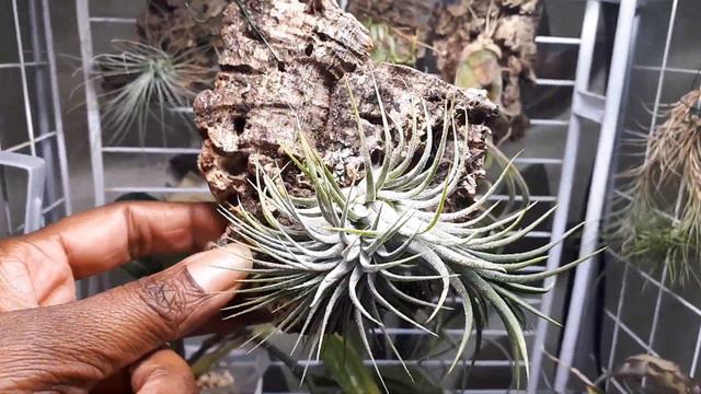 My airplants update - how to mount an airplant on cork bark смотреть онлайн