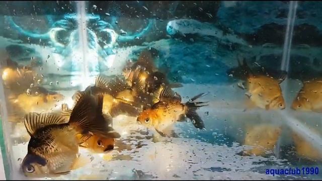 Риукин красно&черный смотреть онлайн