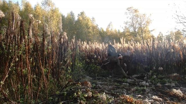 Металлопоиск в заброшенной деревне и на делянке 60-х годов #355 смотреть онлайн