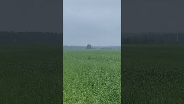 Курцхаар смотреть онлайн