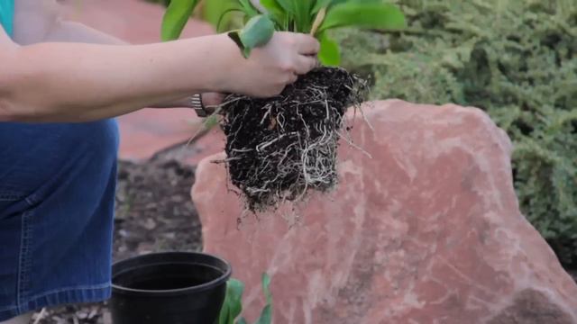 Lilies & More : How to Plant Calla Lily Flowers смотреть онлайн