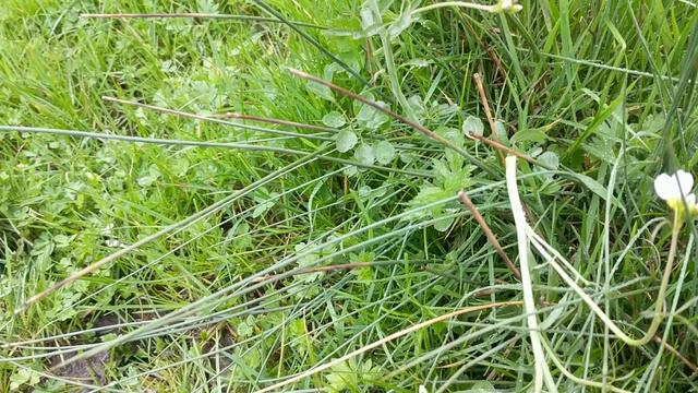 Cuckoo Flower - a wild edible too pretty to eat смотреть онлайн