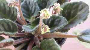 Сохнут бутоны и цветоносы у фиалок .Что делать