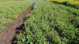 Сколько гороха нужно для 1га земли и какой заработок на горохе Оскар