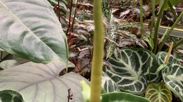 Anthurium Dorayaki #anthurium #AnthuriumDorayaki #aroid #AroidIndonesia #Dorayaki