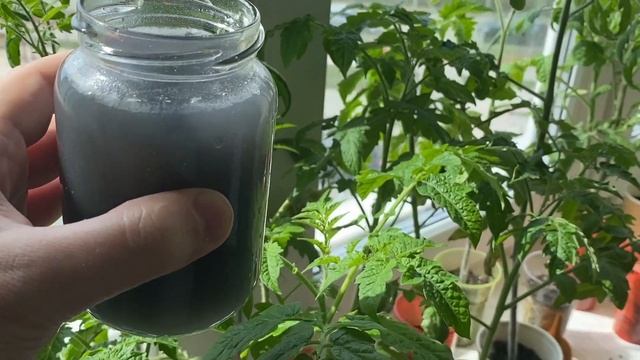 УЖЕ ВСЕ СОСЕДИ ЗНАЮТ ЭТОТ СЕКРЕТ. ЗА 2 СУТОК СТЕБЕЛЬ ТОЛЩЕ МИЗИНЦА. РАССАДА РАСТЕТ БОГАТЫРСКАЯ смотреть онлайн