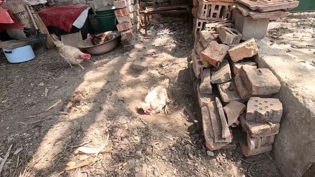 ЖИВОТ на СЕЛО: Има ли ГЪБИ в гората? ☼ Имение ХАЛО ☼ смотреть онлайн