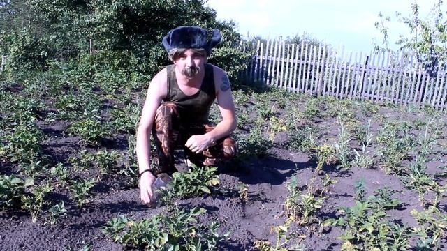 Лайфхак от Дяди Бори: Как при помощи Ольги Бузовой собирать колорадских жуков / Прикол смотреть онлайн