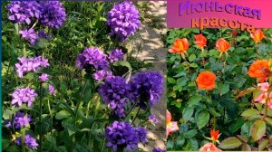 Популярные Июньские цветы в моем саду для души.